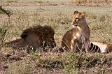 TANZANIA - Serengeti National Park - Leoni Lions - 04